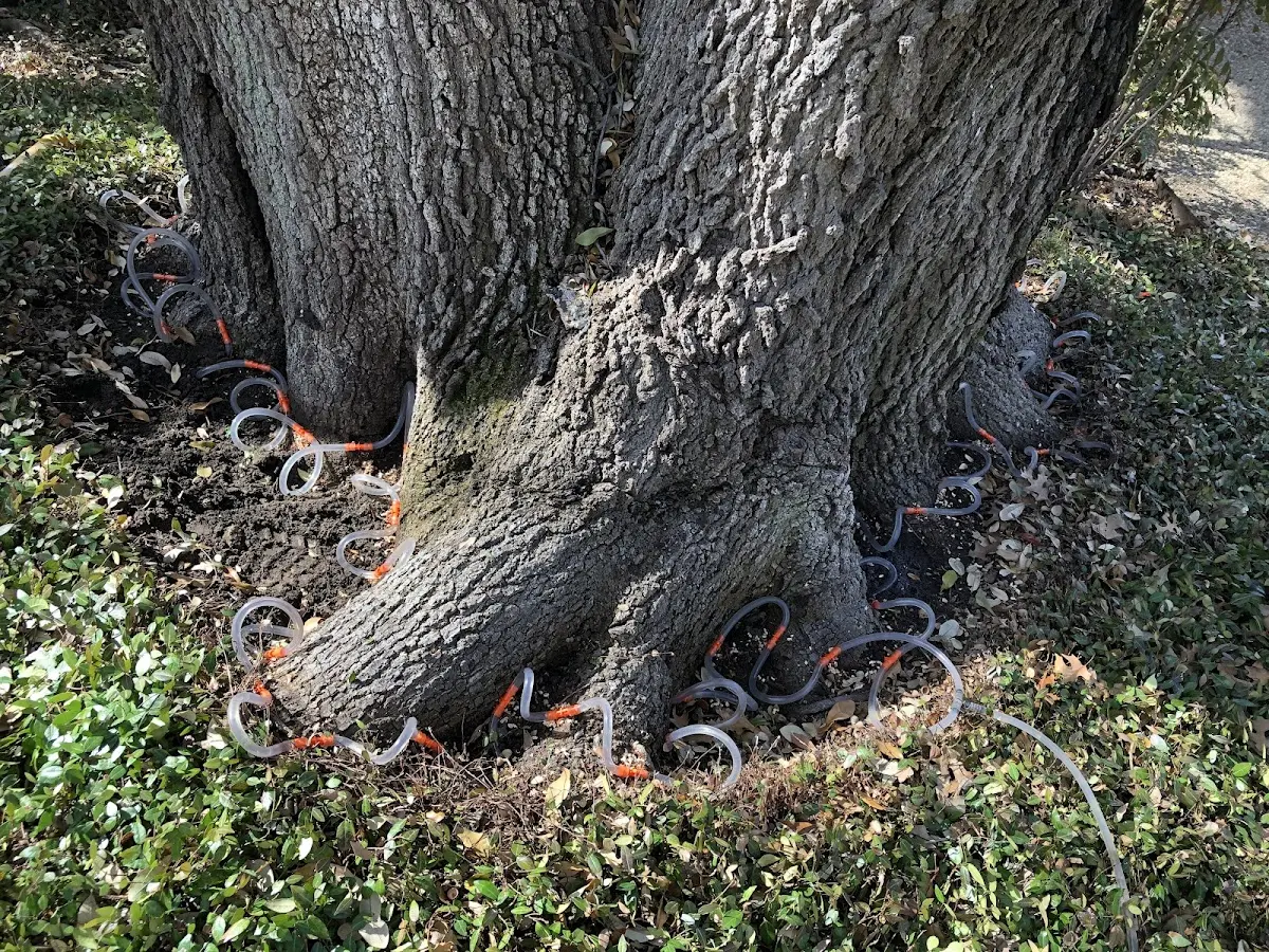 Detailed Tree Cabling and Bracing job site in Onemo